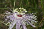 Passionflower <BR>Maypop